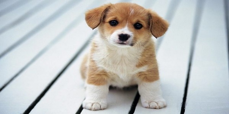 Sơ lược một vài điều khi mơ thấy các chú cún